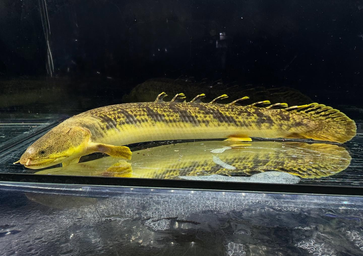 Po.パルマス ビュティコフェリー