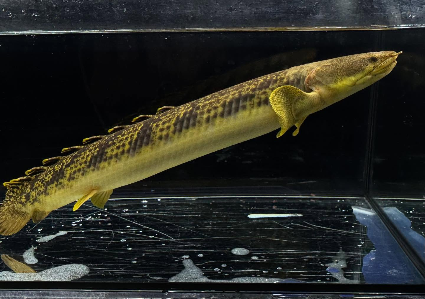 Po.パルマス ビュティコフェリー