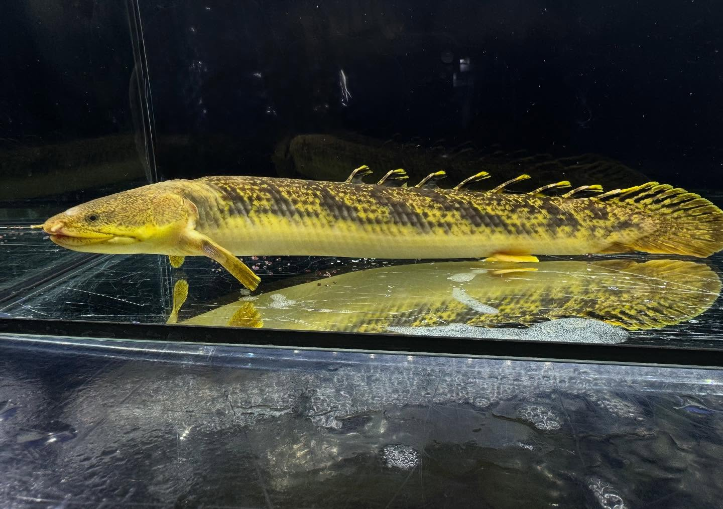 Po.パルマス ビュティコフェリー