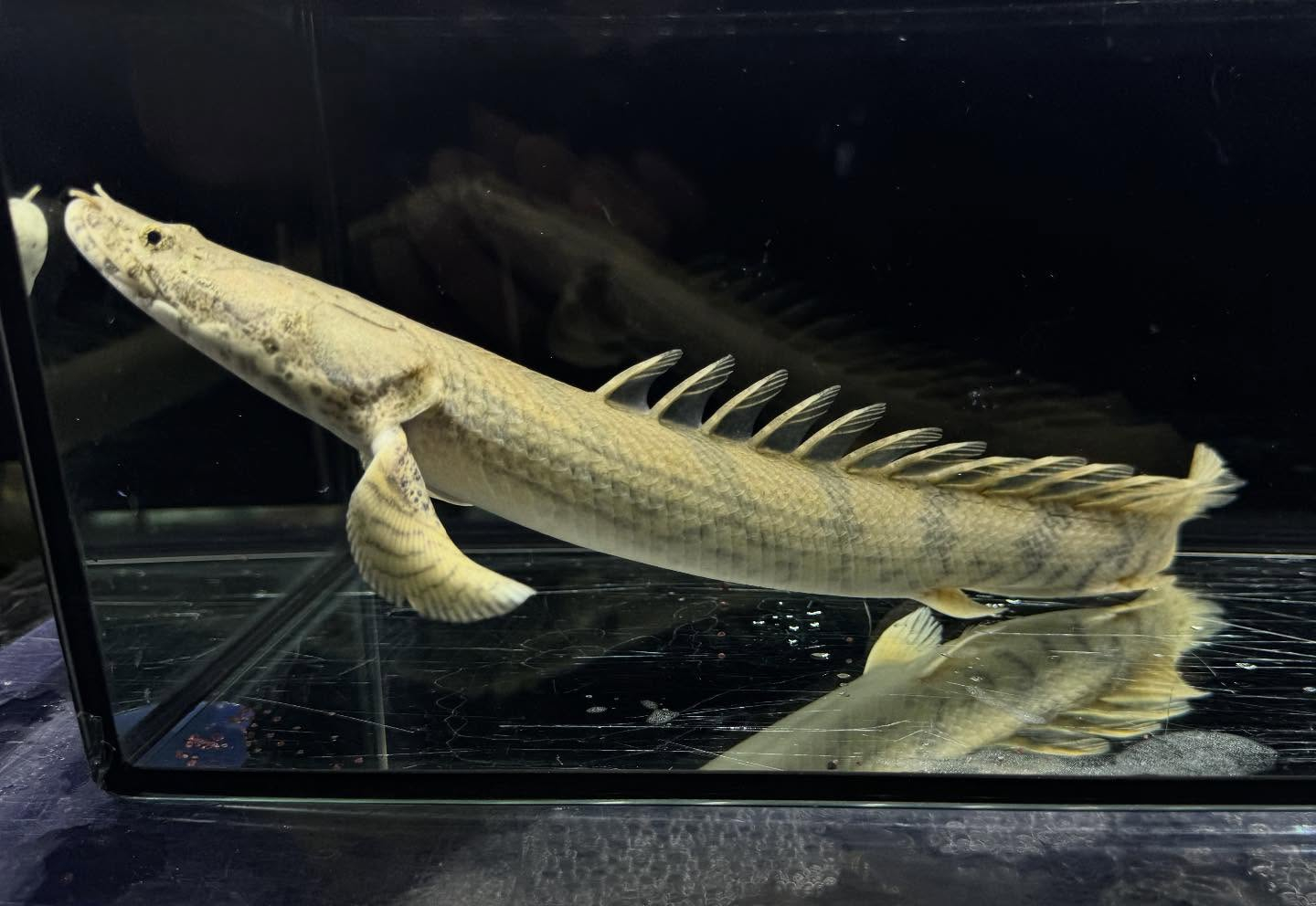 Po.エンドリケリー 