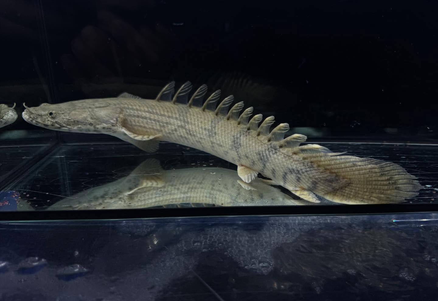 Po.エンドリケリー 