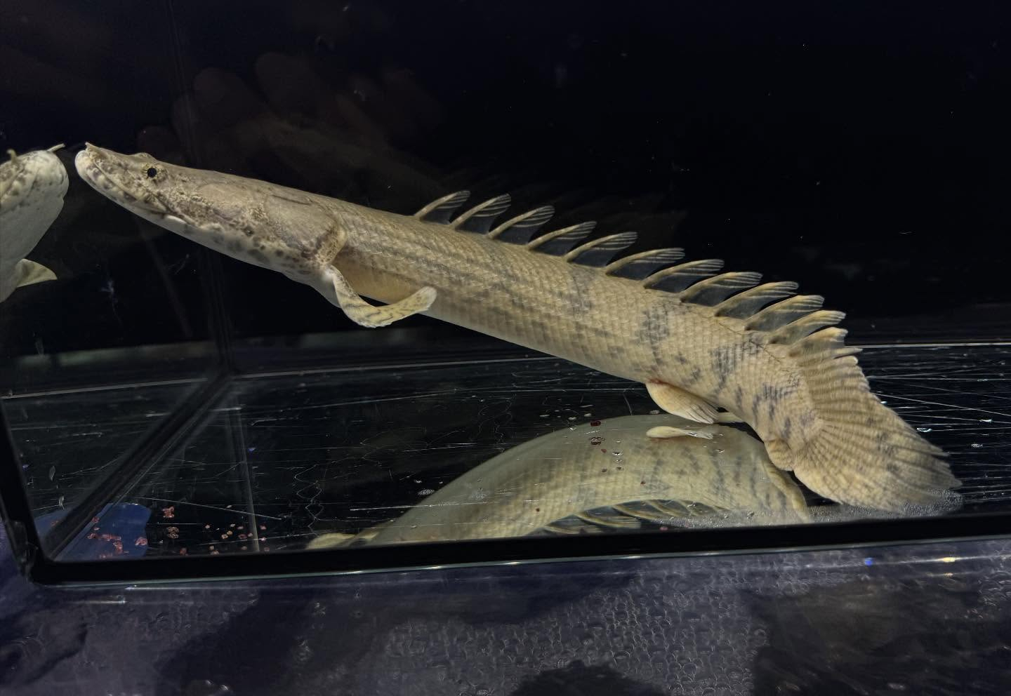 Po.エンドリケリー 