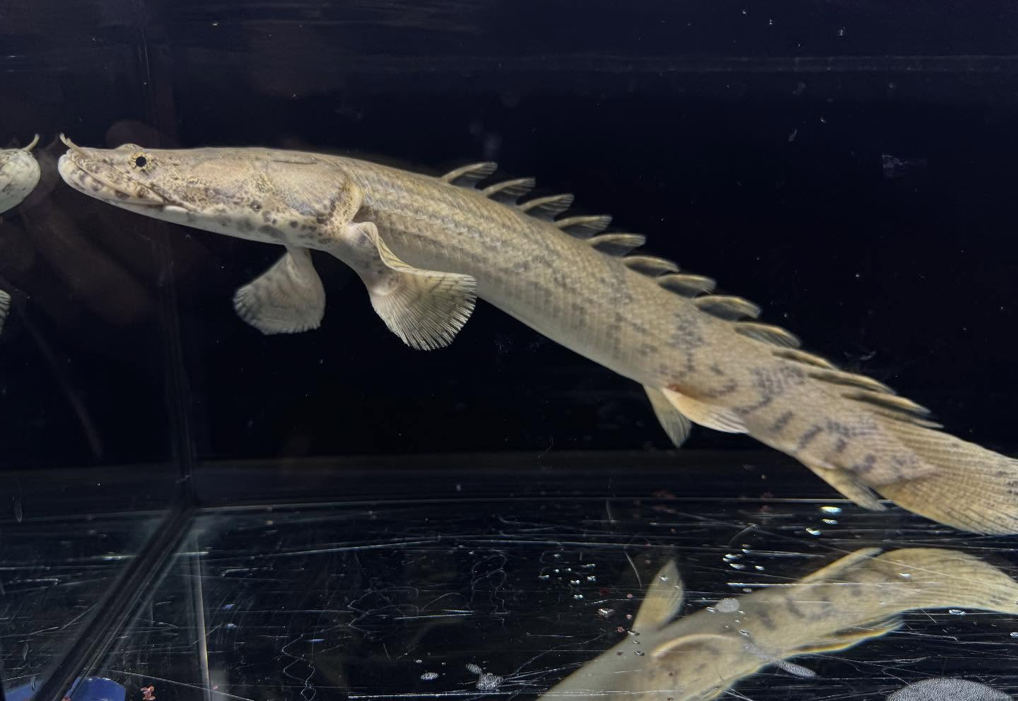 Po.エンドリケリー 