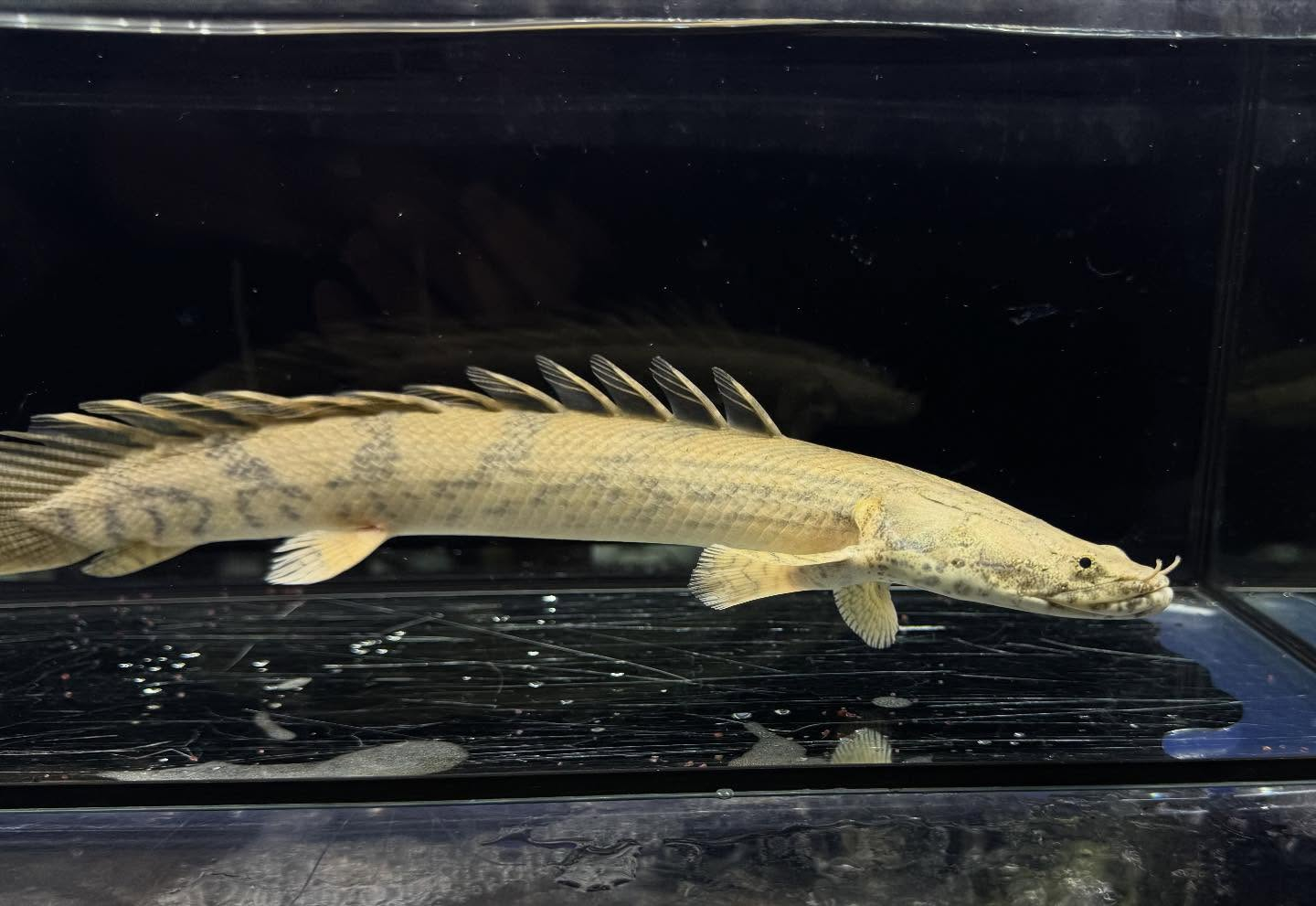 Po.エンドリケリー 