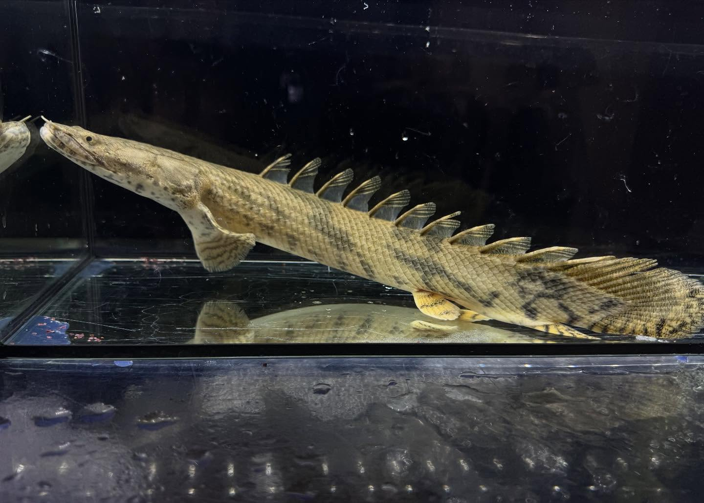 Po.エンドリケリー