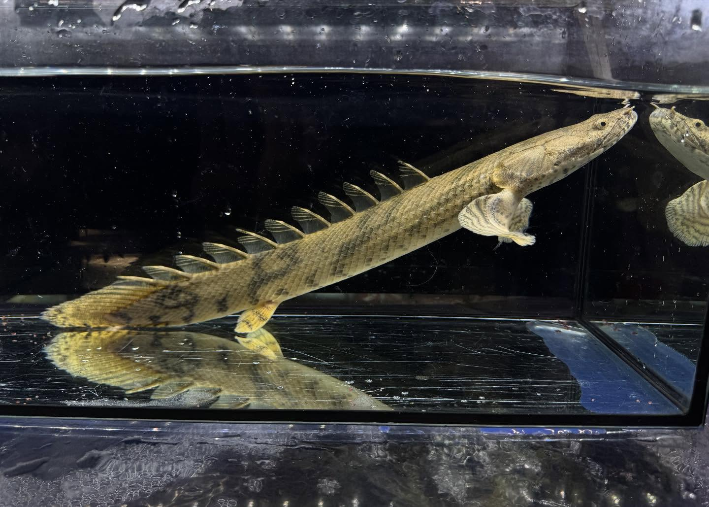 Po.エンドリケリー