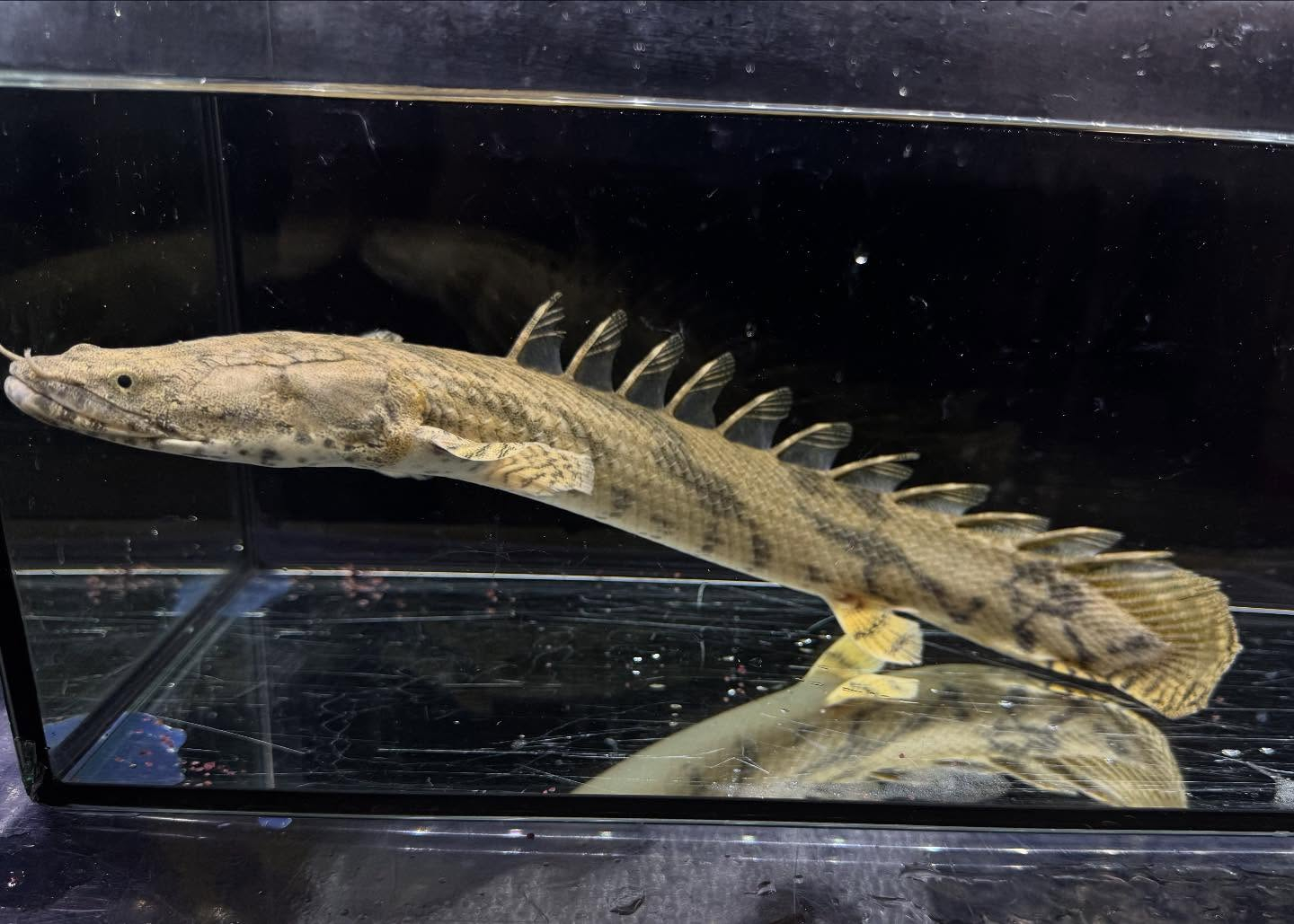 Po.エンドリケリー