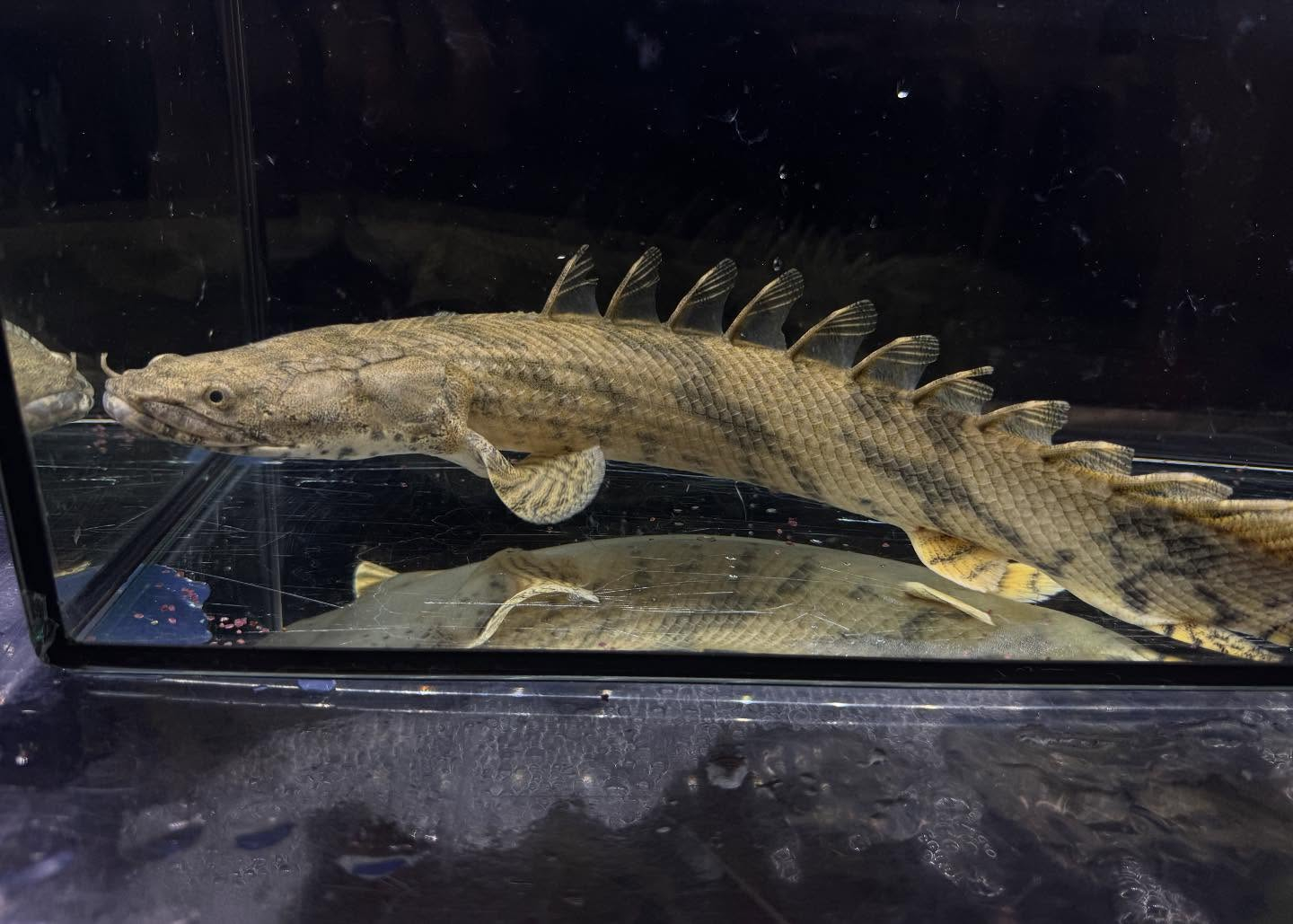 Po.エンドリケリー