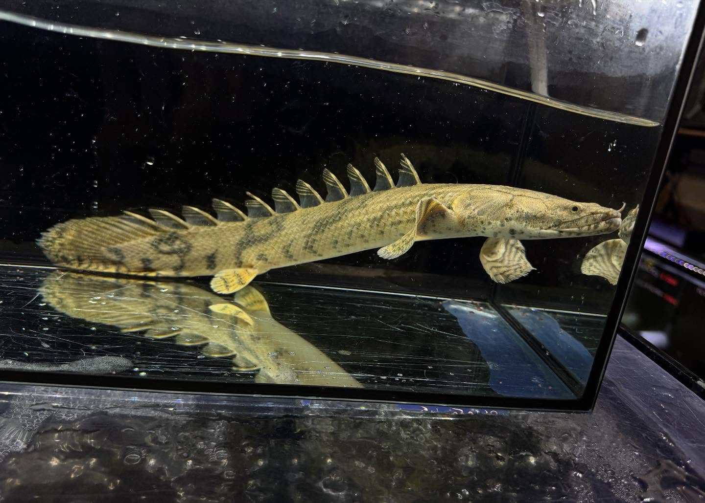 Po.エンドリケリー