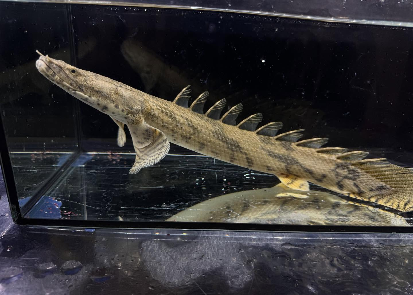 Po.エンドリケリー