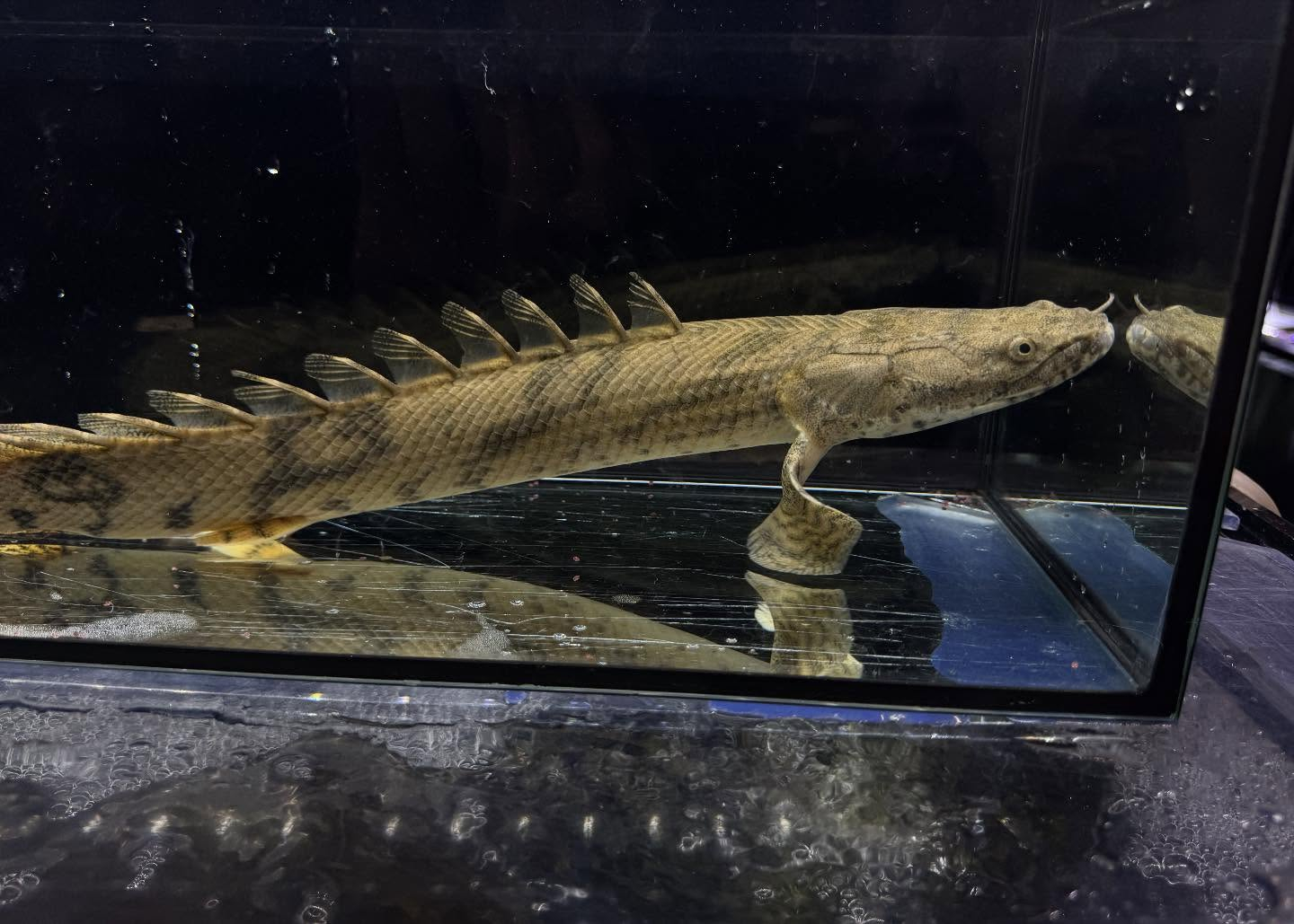 Po.エンドリケリー