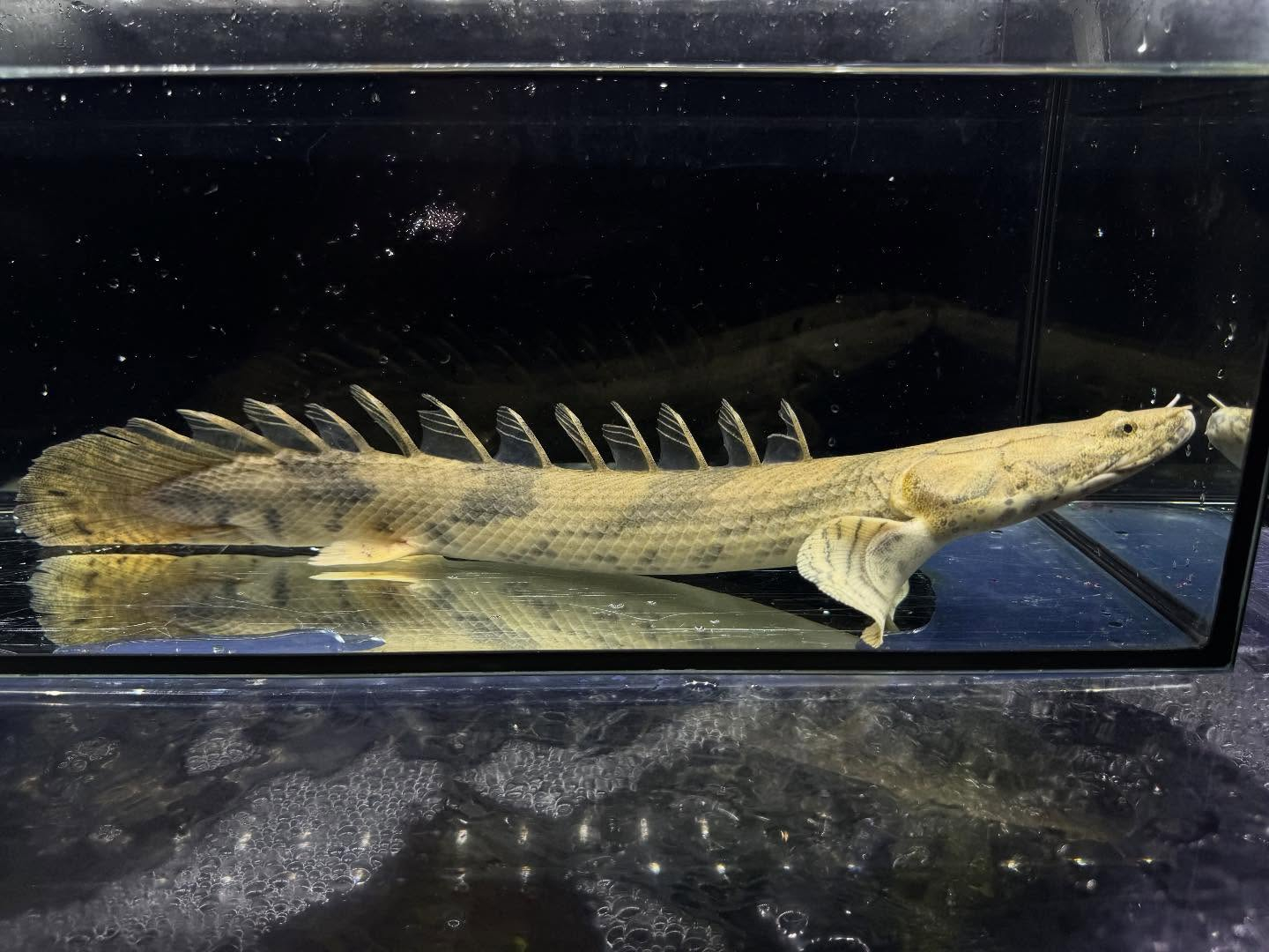 Po.エンドリケリー