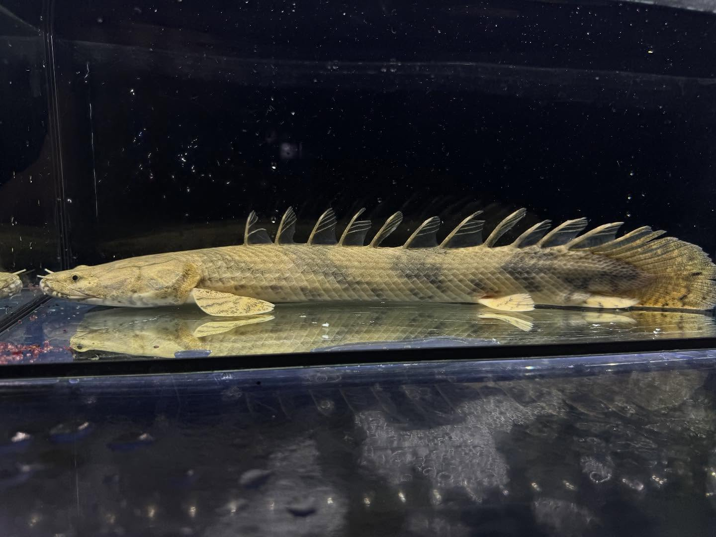 Po.エンドリケリー