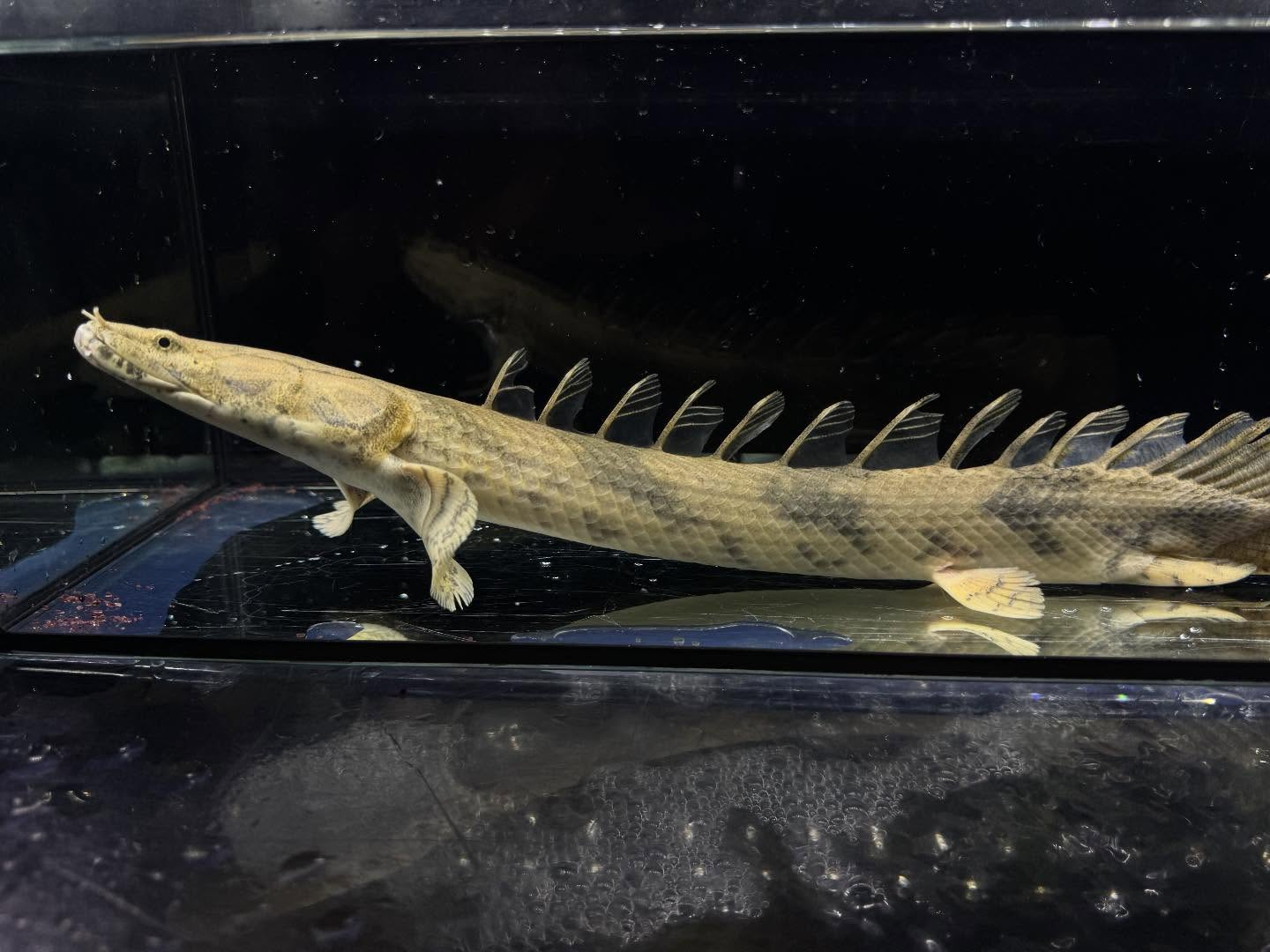 Po.エンドリケリー