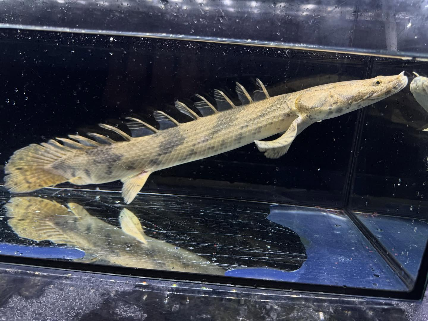 Po.エンドリケリー