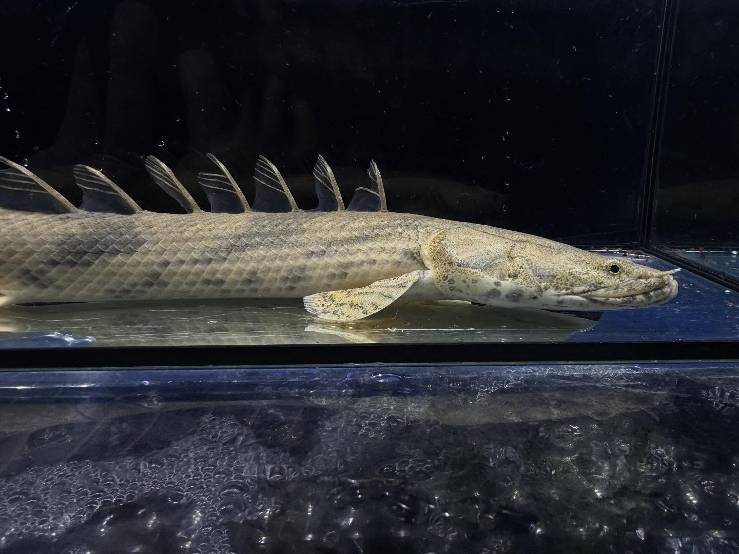 Po.エンドリケリー