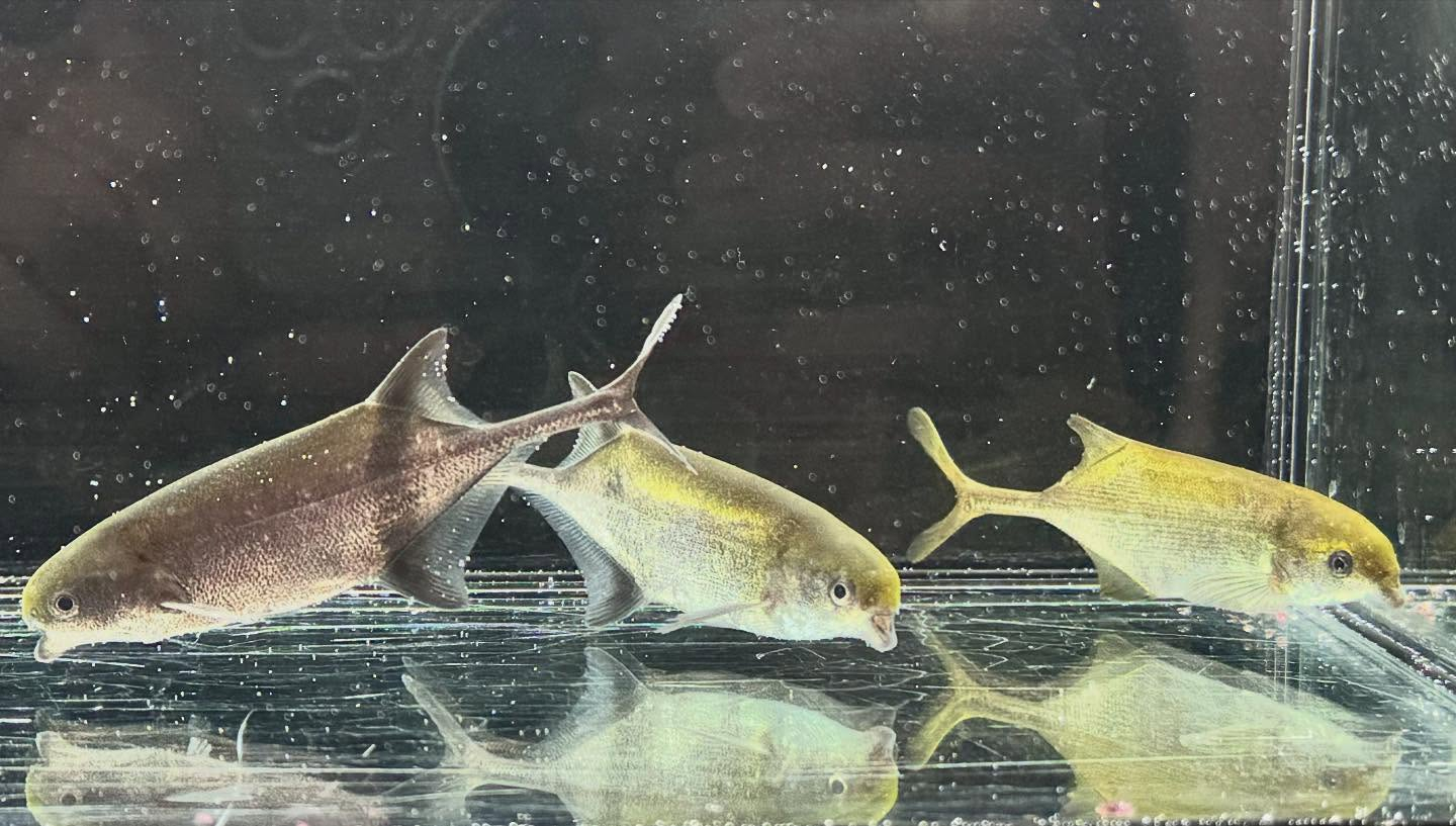 aquastyleg.base.shop/items/125...