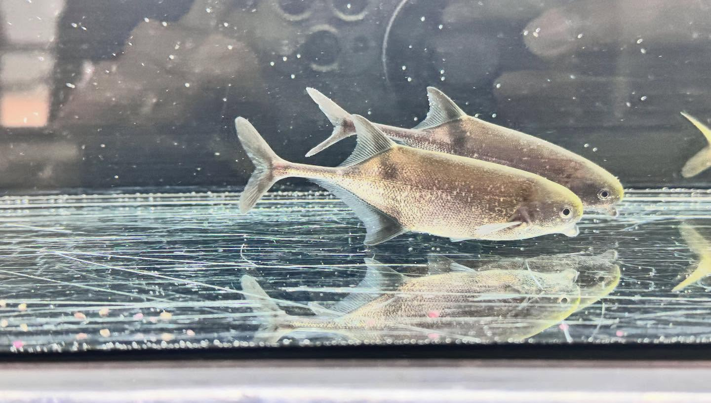 aquastyleg.base.shop/items/125...