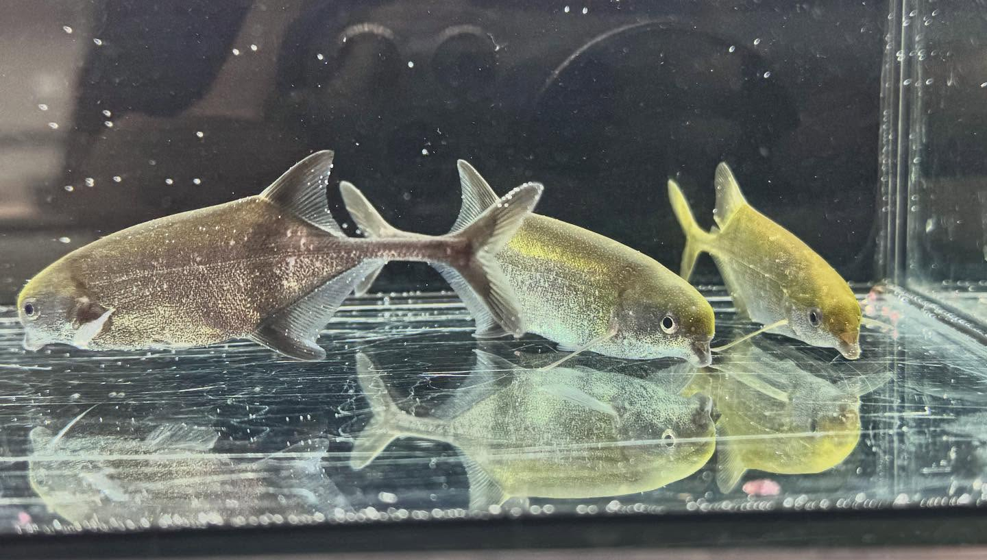 aquastyleg.base.shop/items/125...