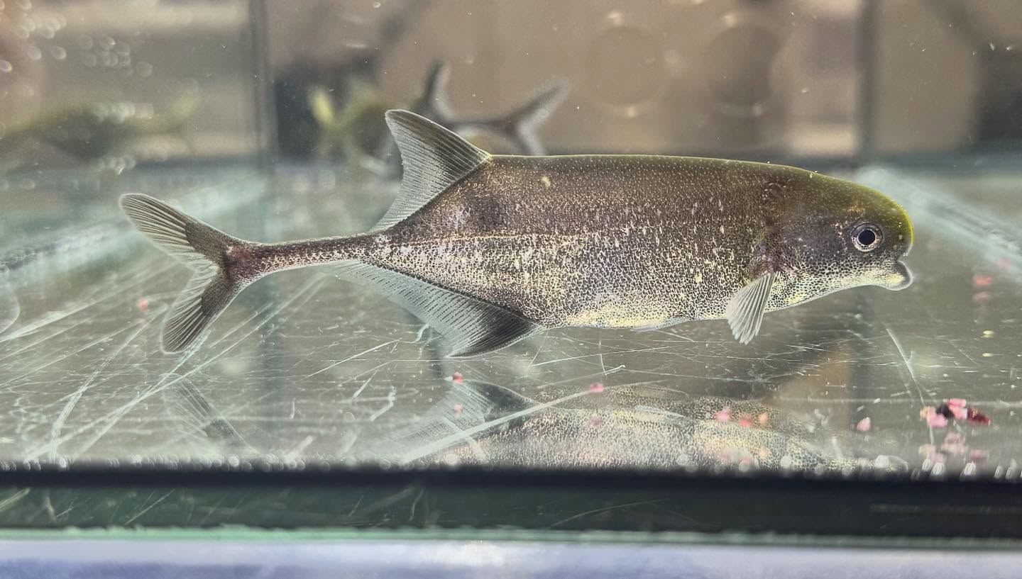 aquastyleg.base.shop/items/125...