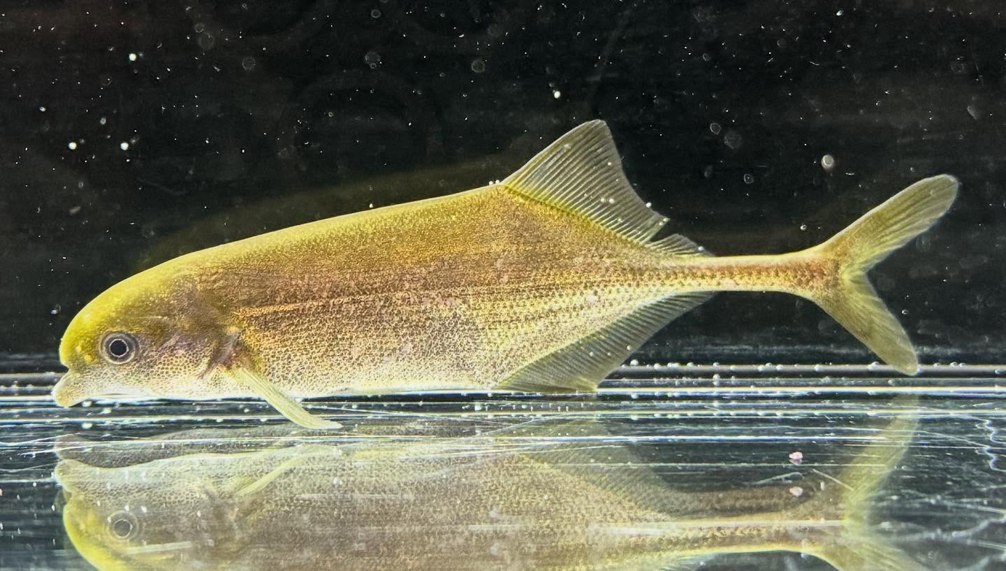 aquastyleg.base.shop/items/125...