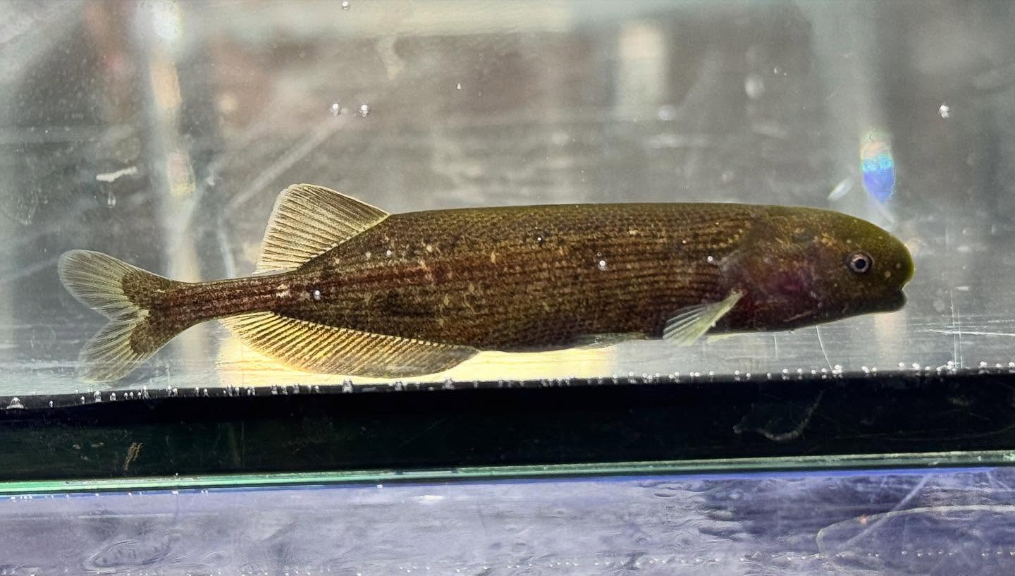 aquastyleg.base.shop/items/125...