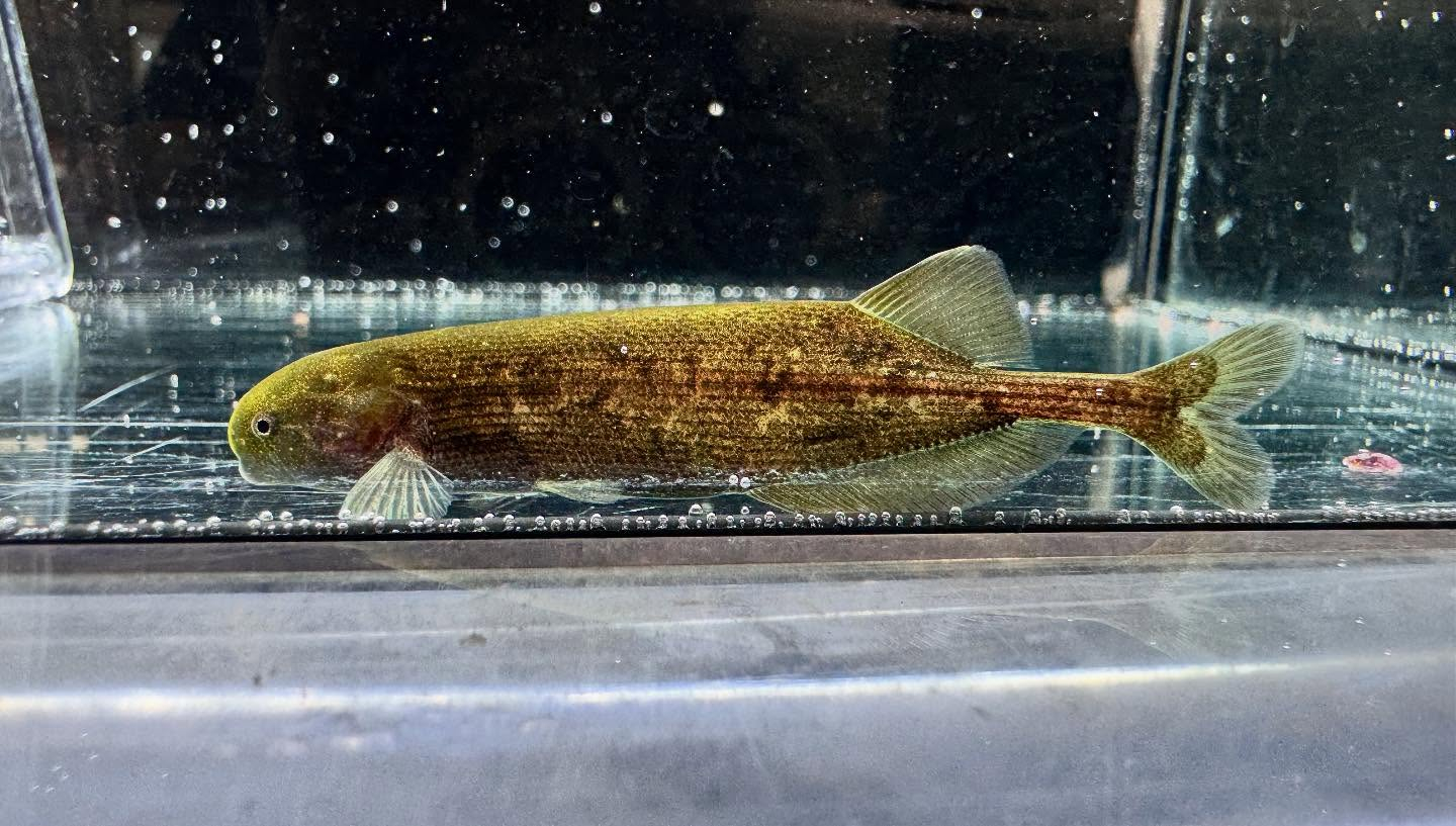 aquastyleg.base.shop/items/125...