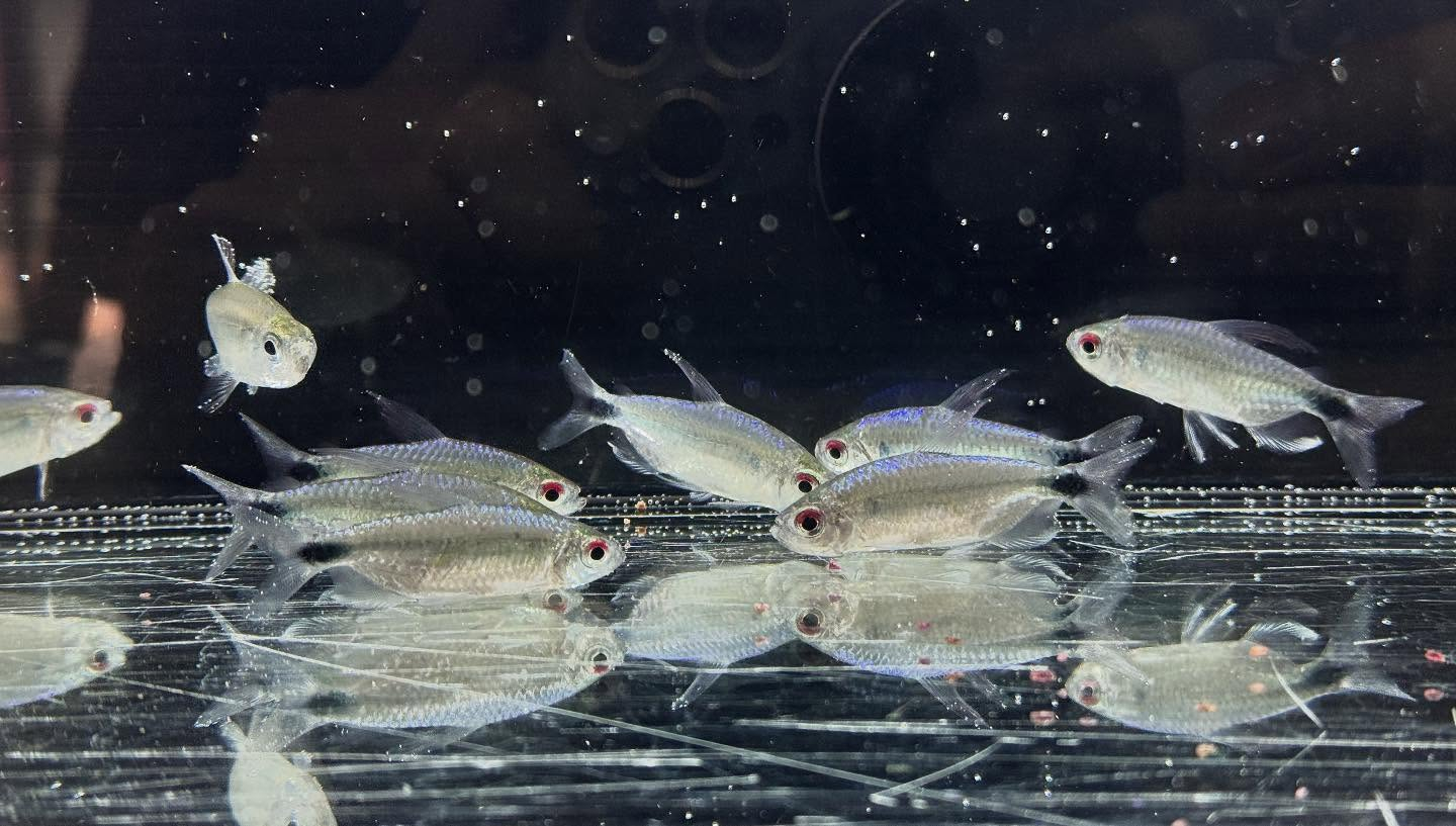 aquastyleg.base.shop/items/125...