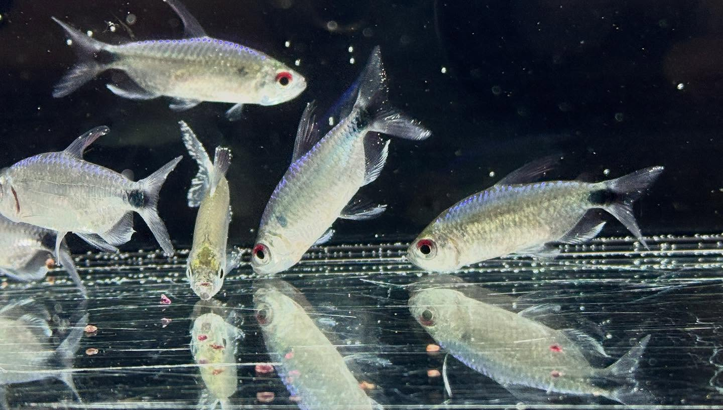 aquastyleg.base.shop/items/125...