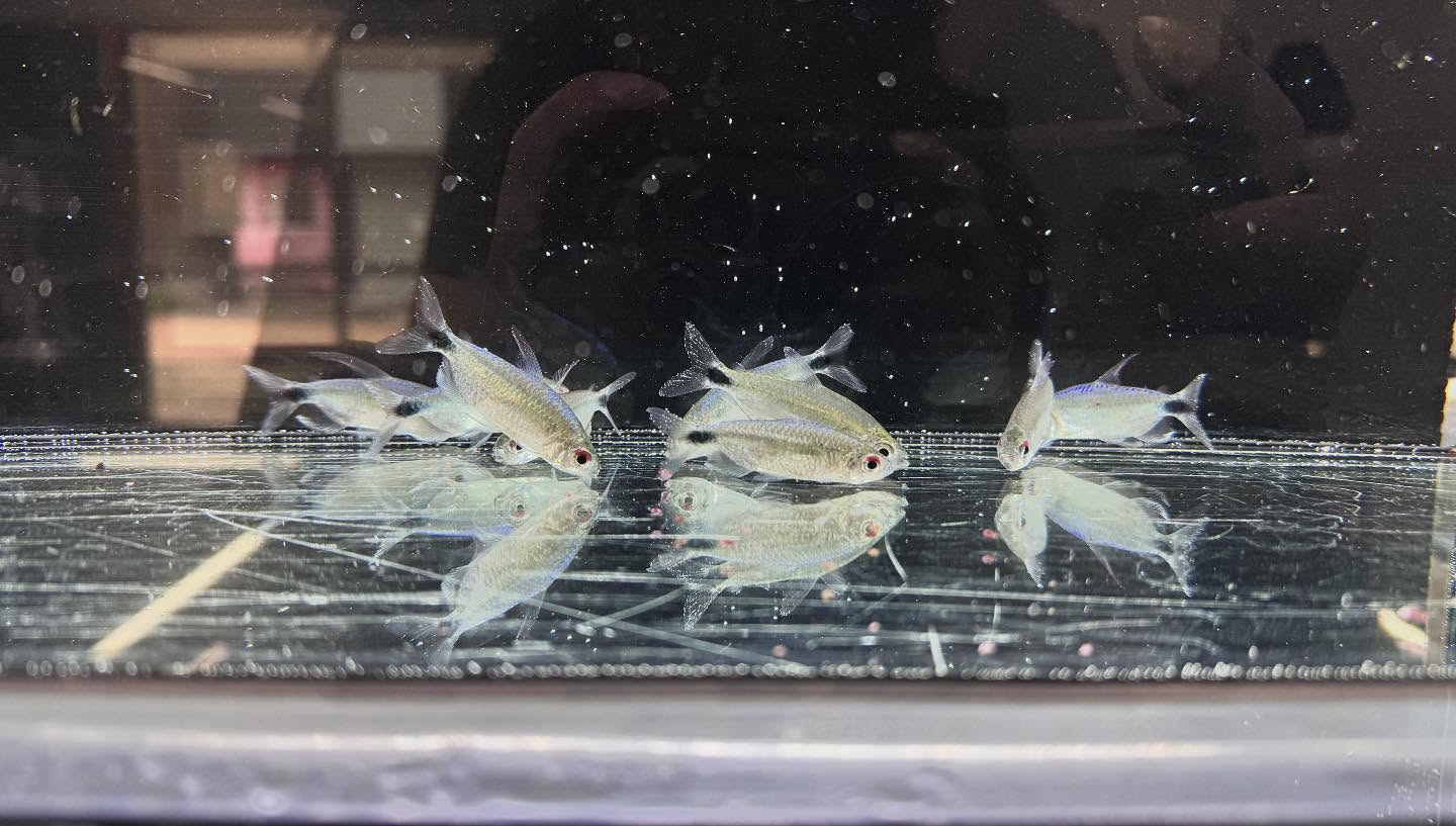 aquastyleg.base.shop/items/125...