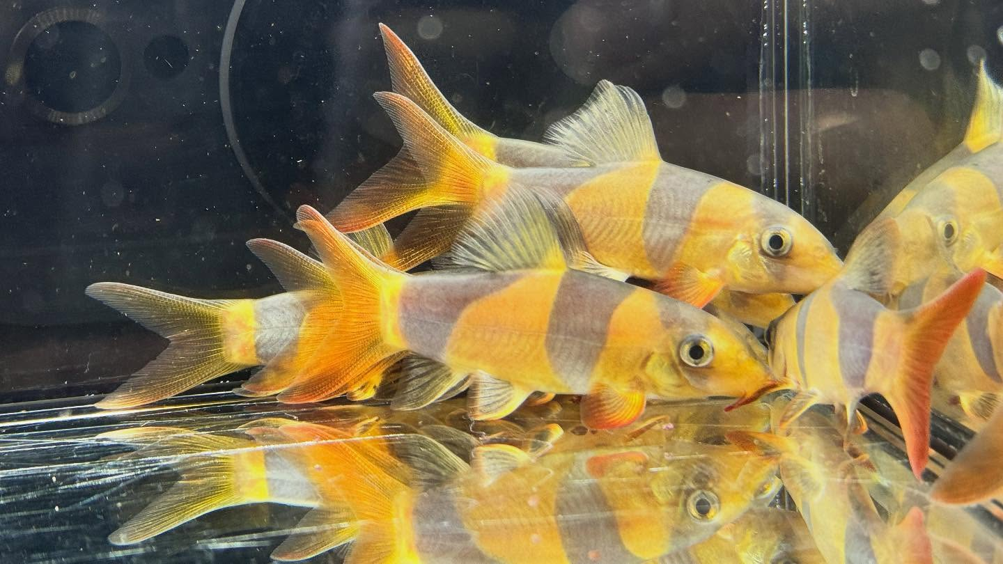 aquastyleg.base.shop/items/125...