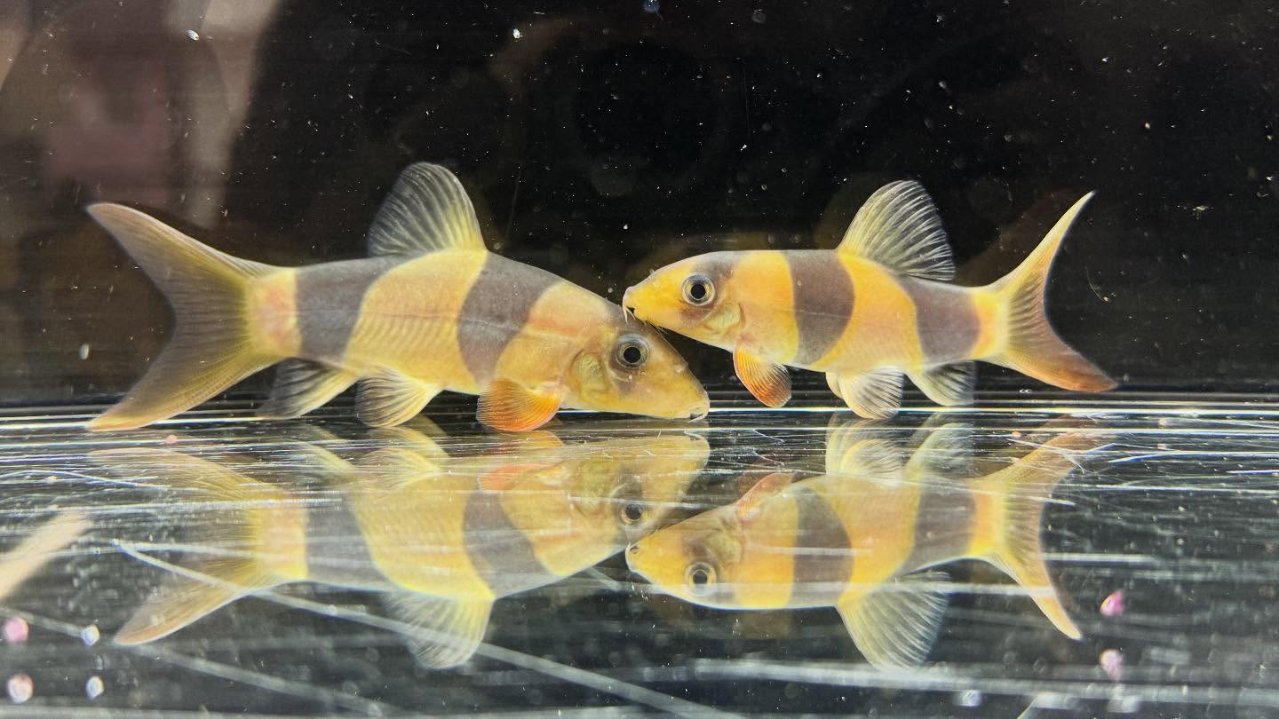 aquastyleg.base.shop/items/125...