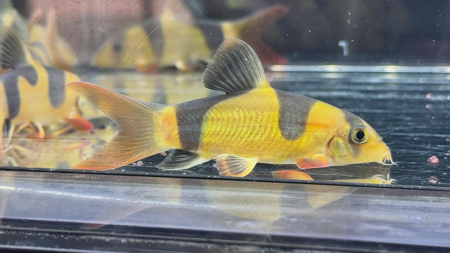 aquastyleg.base.shop/items/125...