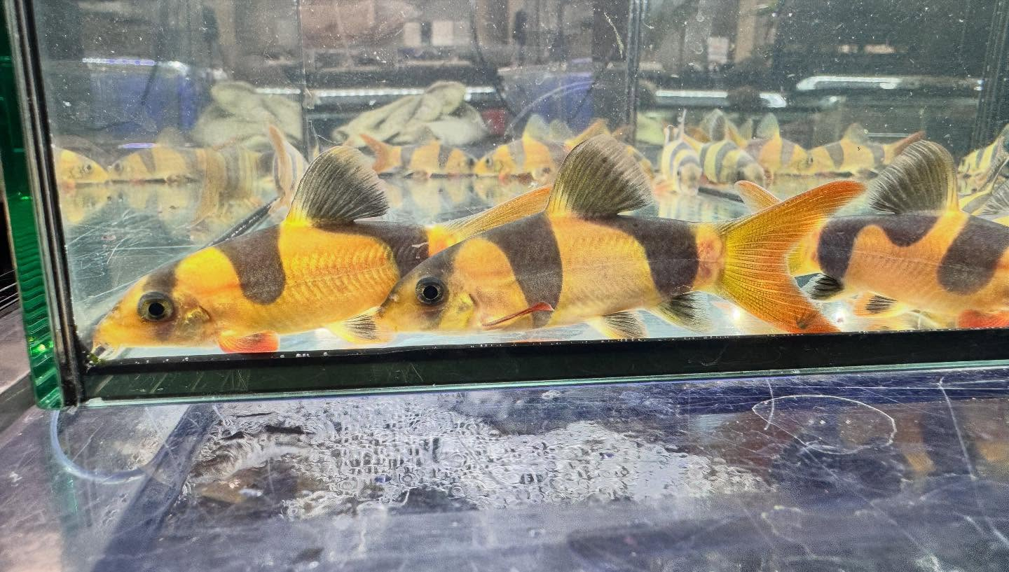 aquastyleg.base.shop/items/125...