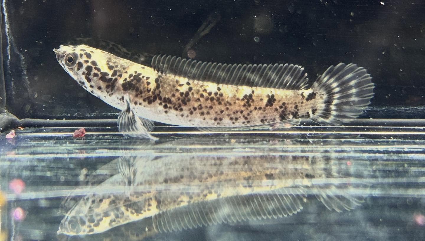 aquastyleg.base.shop/items/125...