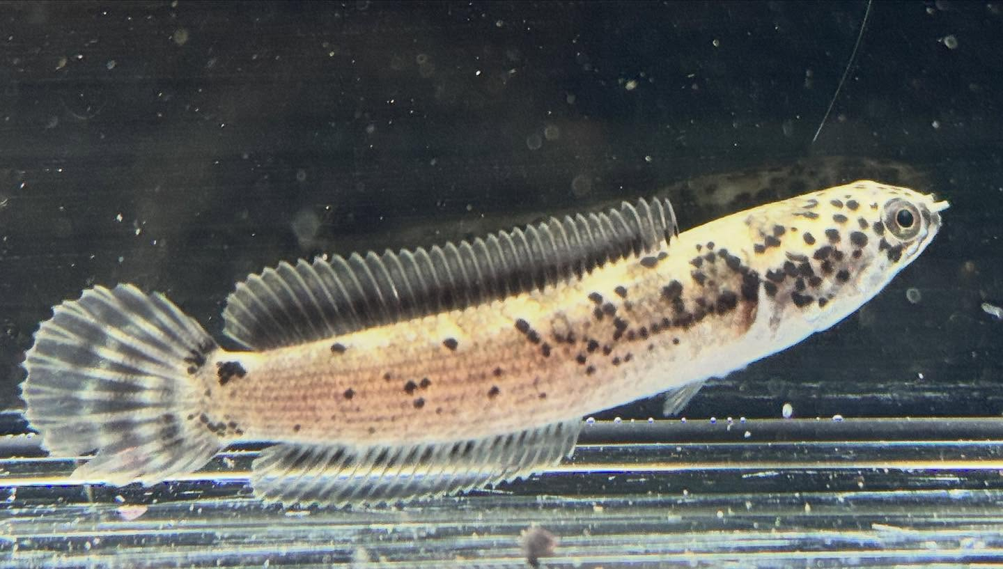 aquastyleg.base.shop/items/125...