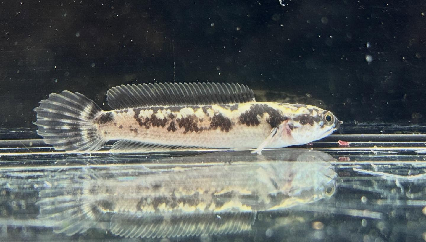 aquastyleg.base.shop/items/125...