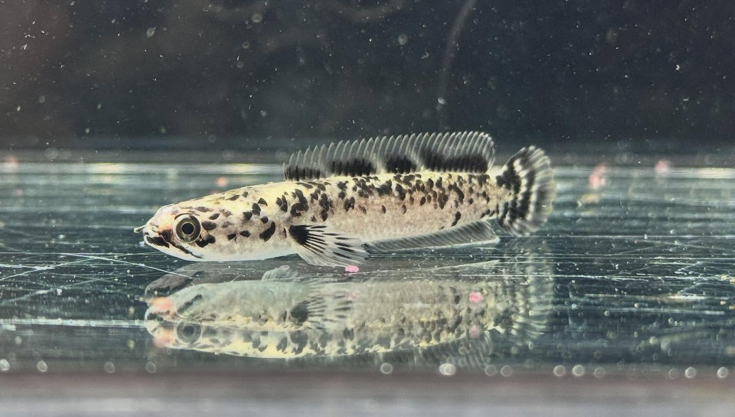 aquastyleg.base.shop/items/125...