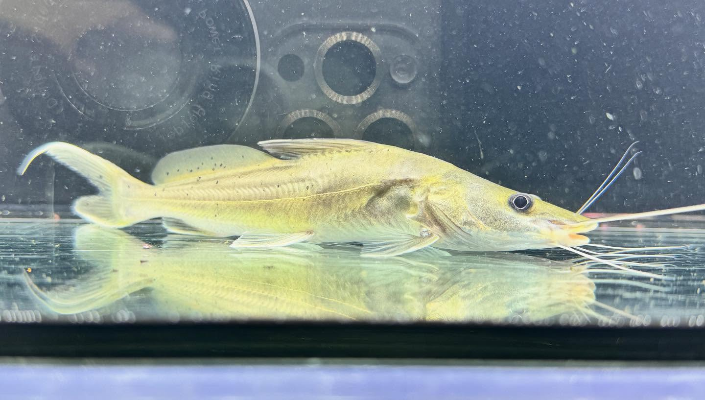 aquastyleg.base.shop/items/125...