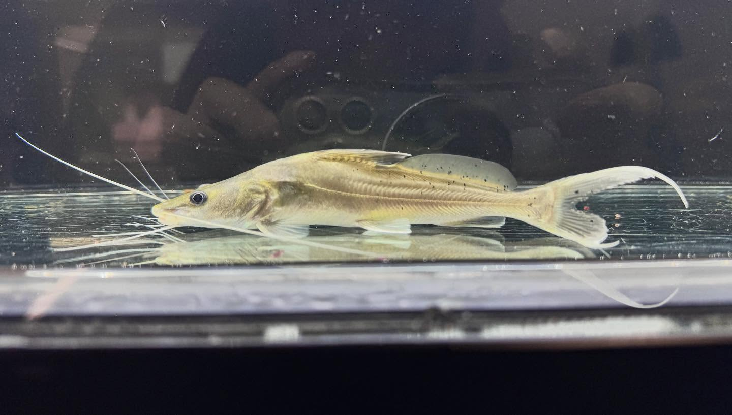 aquastyleg.base.shop/items/125...