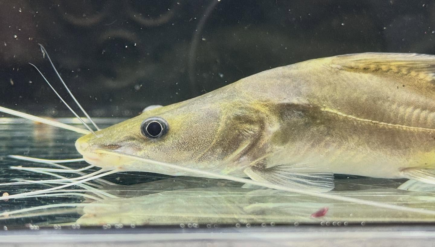 aquastyleg.base.shop/items/125...