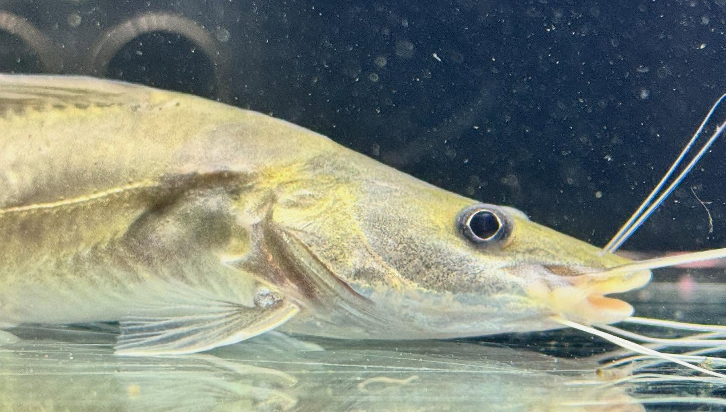 aquastyleg.base.shop/items/125...