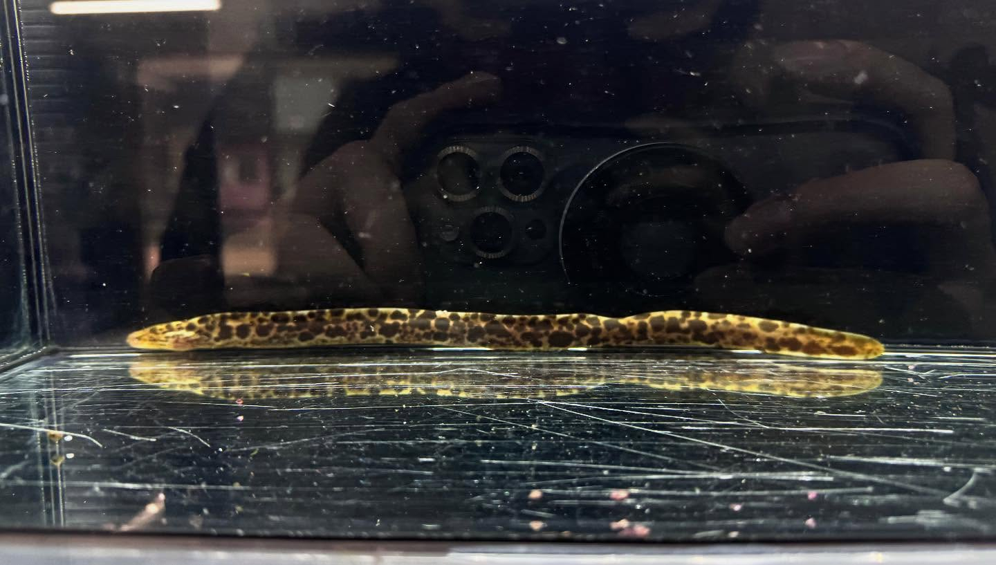 aquastyleg.base.shop/items/125...