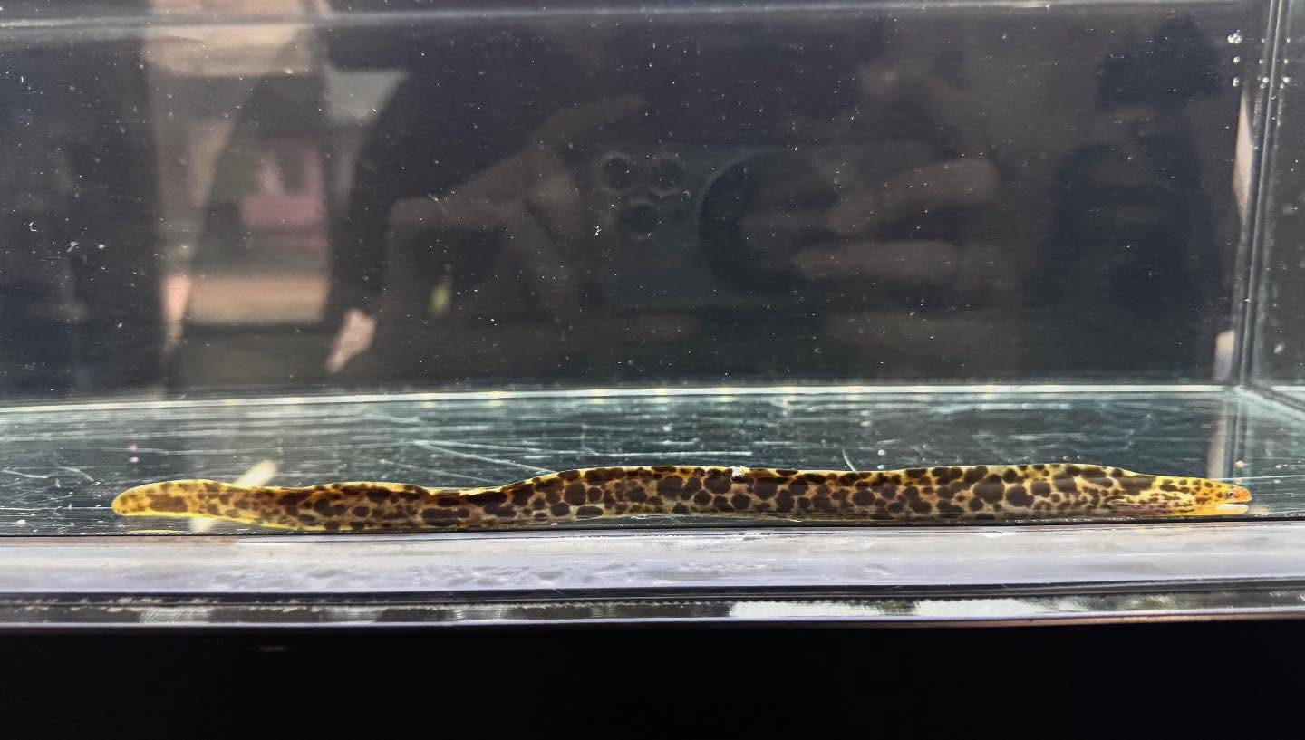 aquastyleg.base.shop/items/125...