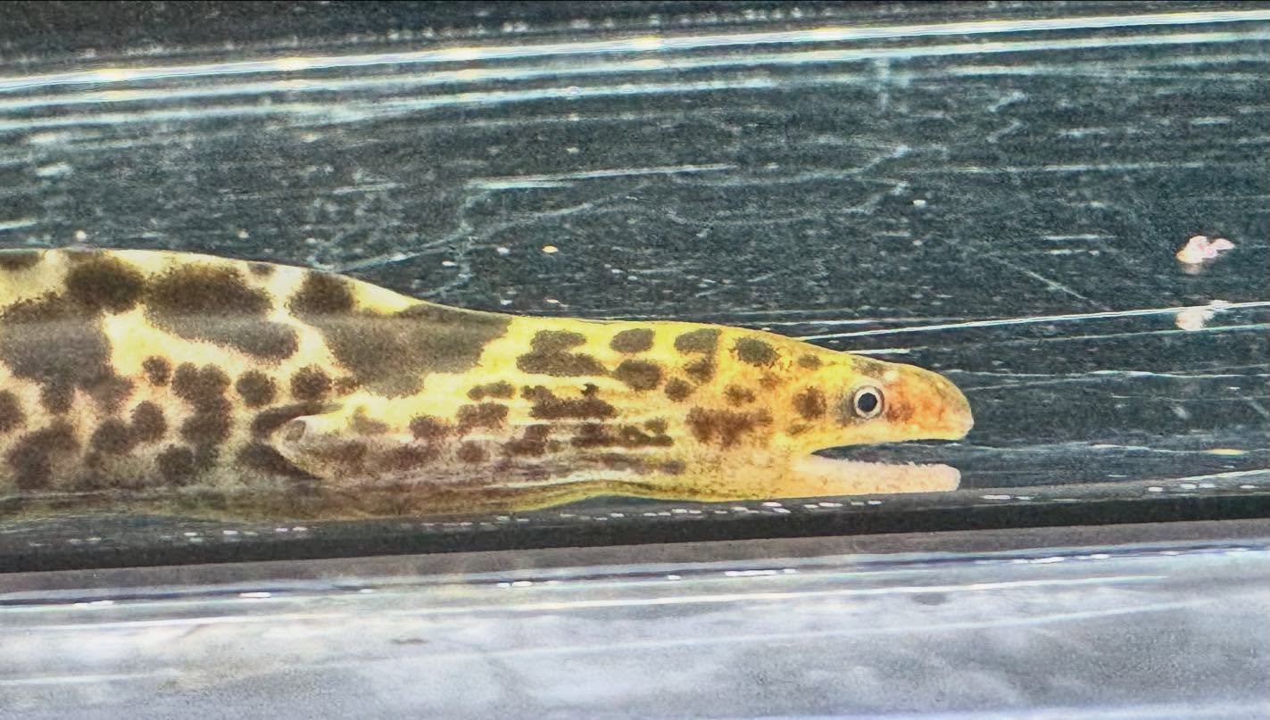 aquastyleg.base.shop/items/125...