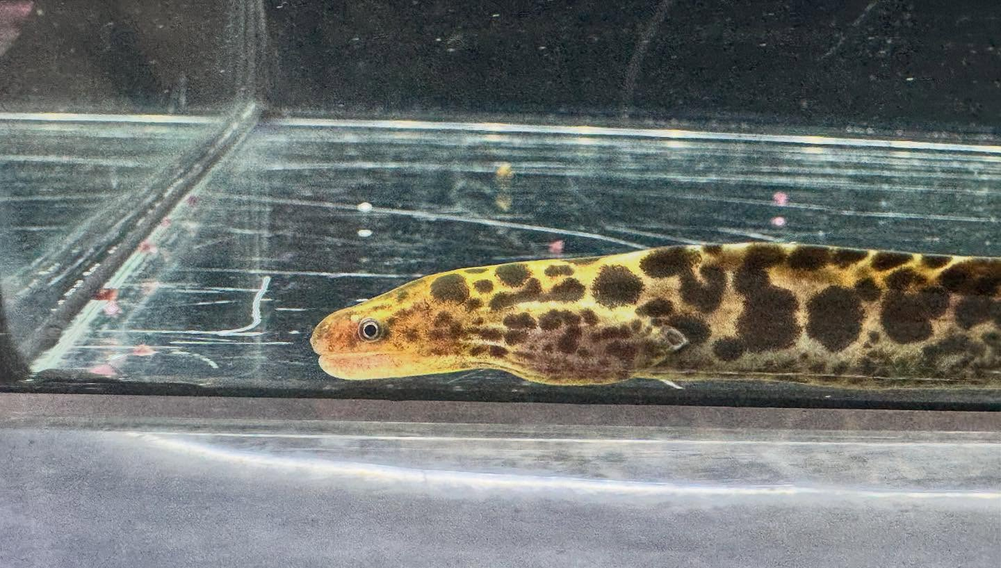 aquastyleg.base.shop/items/125...