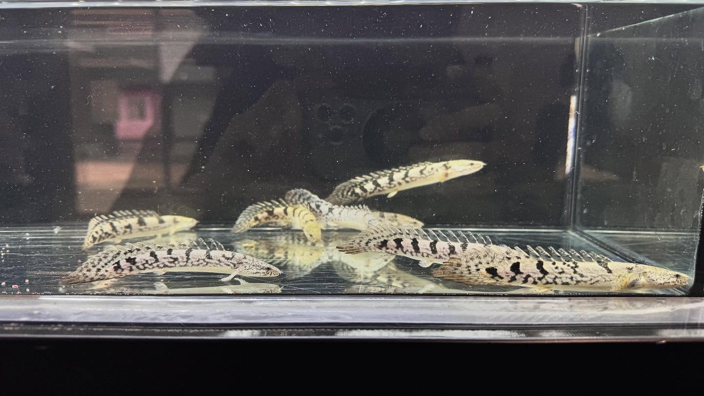 aquastyleg.base.shop/items/125...