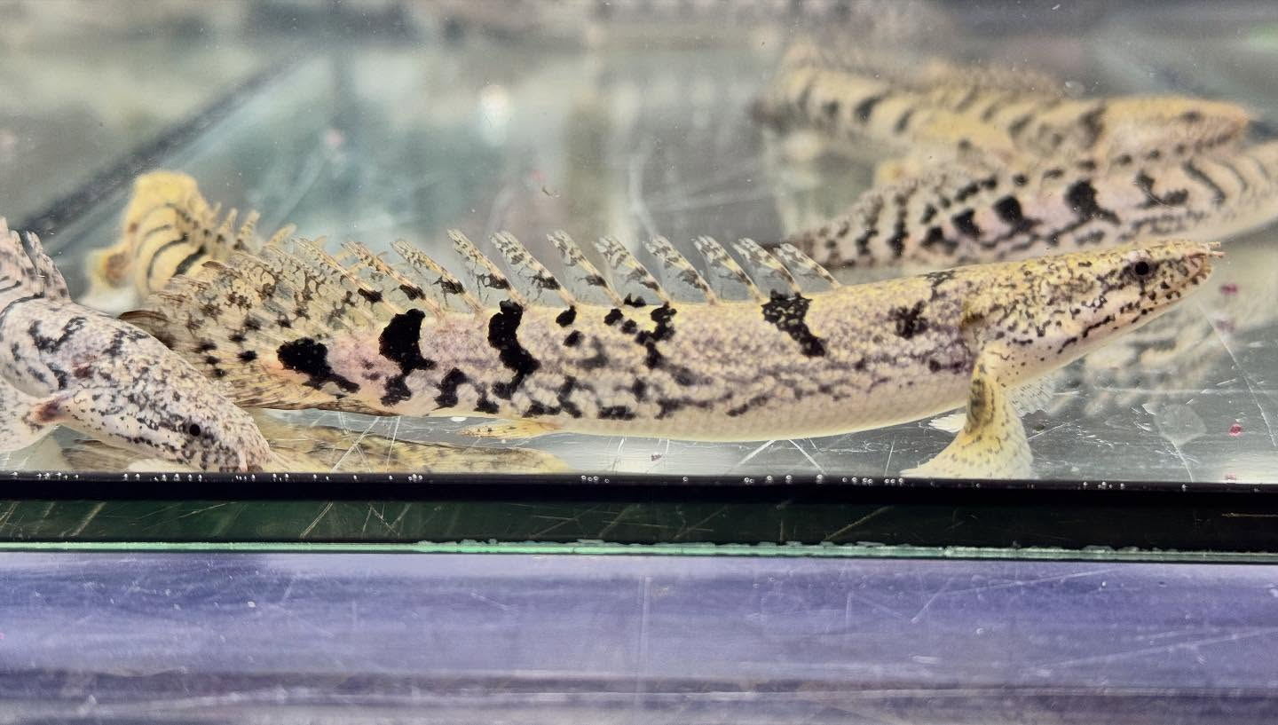 aquastyleg.base.shop/items/125...