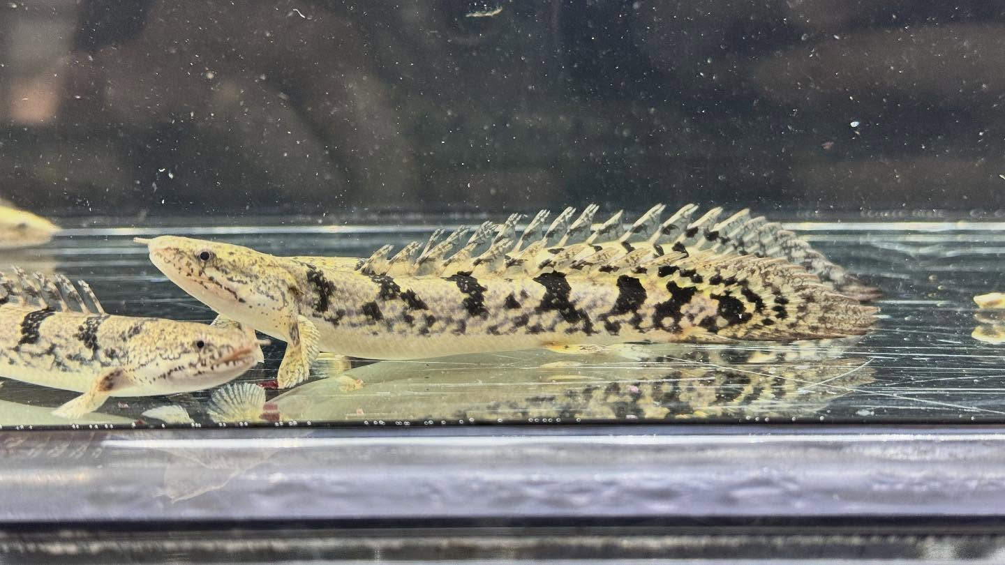 aquastyleg.base.shop/items/125...