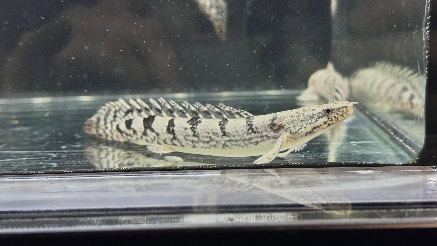 aquastyleg.base.shop/items/125...